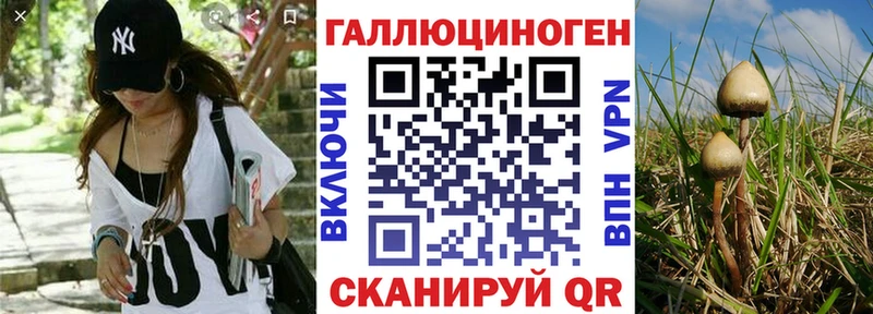 Купить  Новоалександровск  Галлюциногенные грибы Psilocybine cubensis 